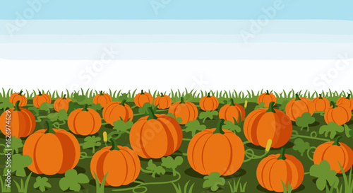 Vibrant pumpkin patch on a sunny fall day with greenery surrounding the orange pumpkins. Vector illustration