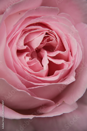 pink rose 
