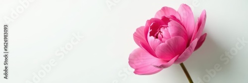 A single, vibrant fresh peony blossom against a pure white backdrop , white background, full bloom, background