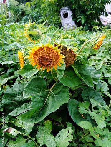 sunflowers in the garden