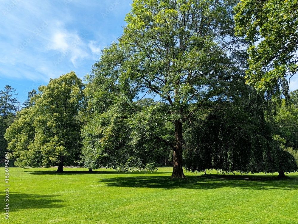 Lush green park landscape under a clear sky. Lush green park landscape under a clear sky.