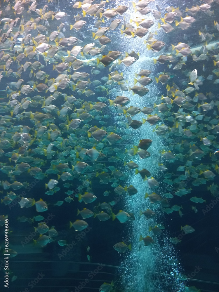 Obraz premium Piranhas in an underwater scene with coral reef