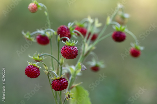 Wild strawberry macro in softfocus on green blurred background