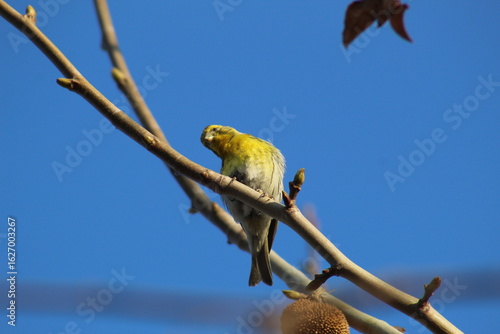 European serin (Serinus serinus) perched on a branch. This small songbird, with yellow-green plumage, is commonly found in southern Europe. The photo captures its delicate posture in a natural setting