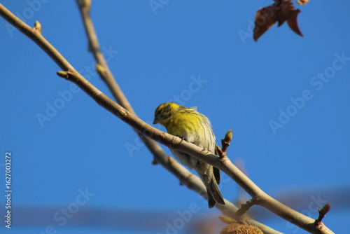 European serin (Serinus serinus) perched on a branch. This small songbird, with yellow-green plumage, is commonly found in southern Europe. The photo captures its delicate posture in a natural setting