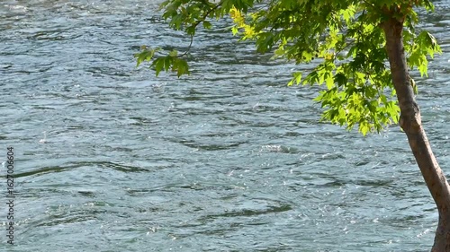 River waters flowing gaily in the forest. Köprülü Canyon, Köprüçay