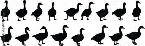 Set of goose silhouettes, black vector icons of geese in walking and standing poses, bird illustration for nature, design, and education