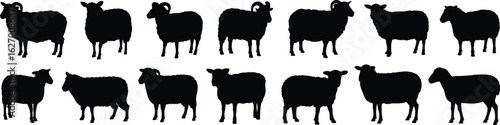 Set of sheep silhouette icons, black vector farm animals, horned and hornless livestock poses, wool mammal illustration pack