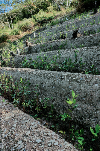 View of rows of parallel cultivation of coca plantation