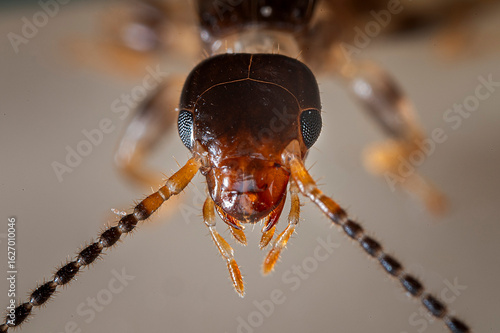 tijerilla - earwig