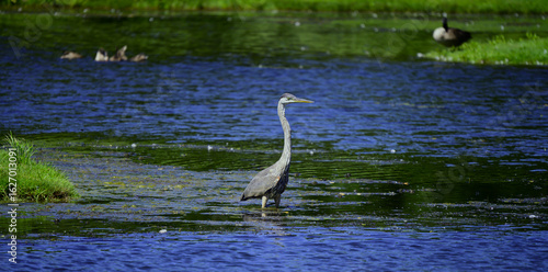 Great Blue Heron