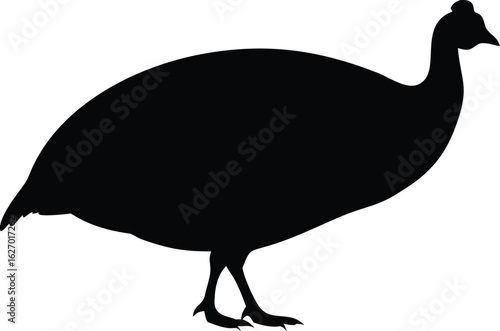 Guinea fowl's bold black silhouette stands gracefully against a bright white backdrop