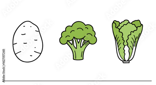 Vector illustration of healthy raw vegetables. A simple icon set featuring potato, broccoli, and chinese cabbage for nutrition design.
