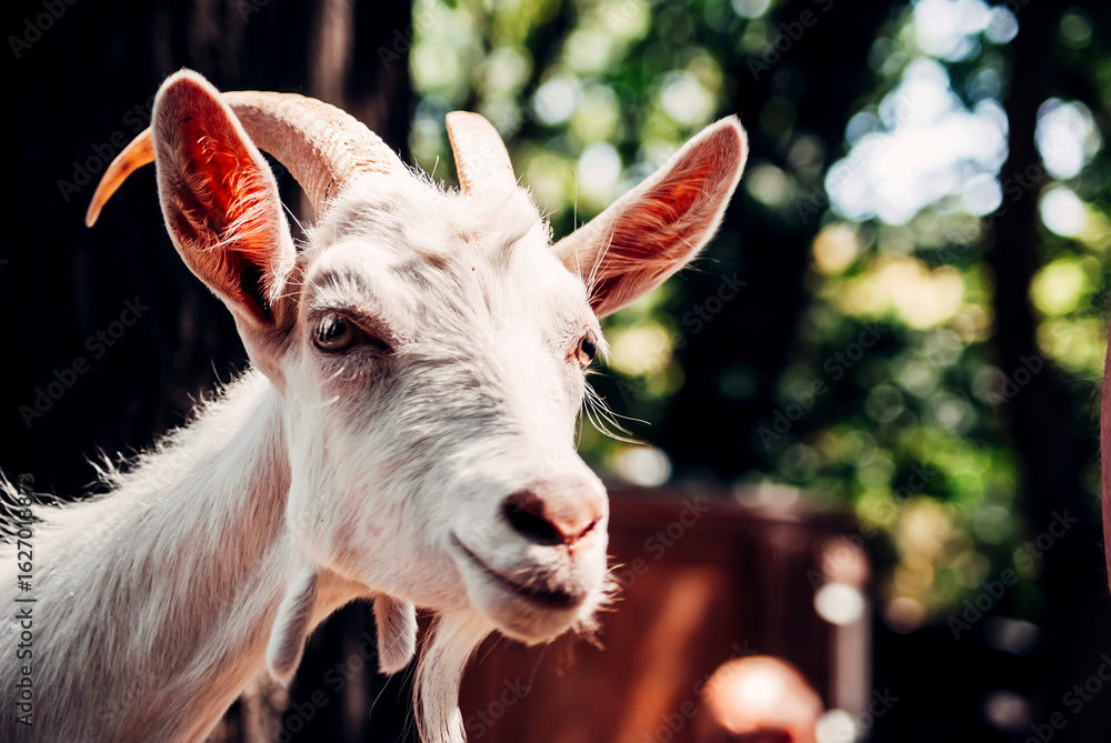 Fototapeta premium portrait of a young goat