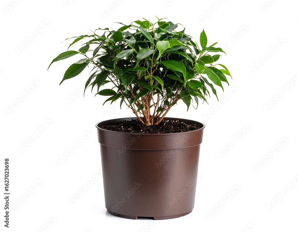 Fototapeta premium Small potted plant against white background