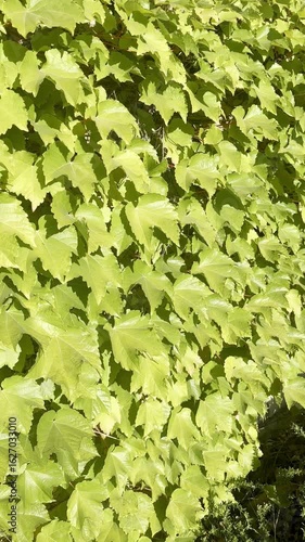lush green vine leaves sway gently along thick hedges in a soft breeze sunlight dances across the foliage creating a serene and refreshing scene of vibrant natural beauty in motion