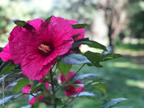 Rich Magenta Hibiscus Blossom in Full Bloom