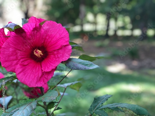 Close-Up of Magenta Hibiscus Flower in Garden