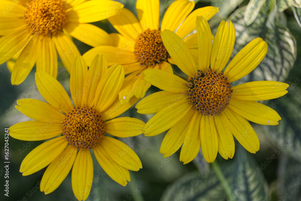 Fototapeta premium Yellow Flowers in the garden