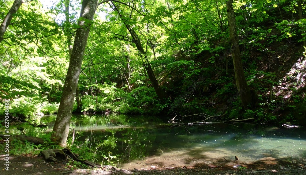 Obraz premium Lush forest meets tranquil stream