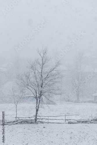 A Pile of Wood Debris and Tree in the Snow