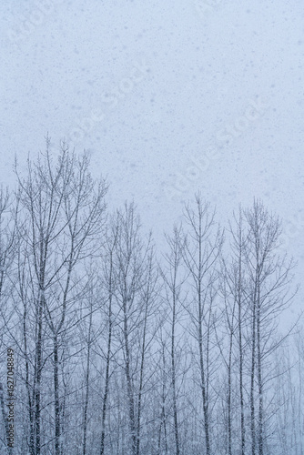 Wooden Planks Covered with a Fresh Layer of Snow