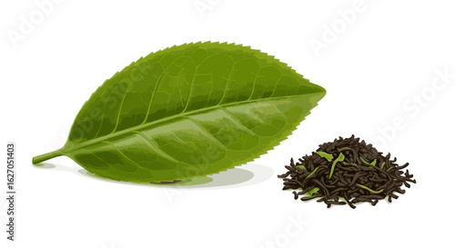 A fresh green tea leaf from the Camellia sinensis plant alongside a pile of dried, processed black tea, isolated on a white background.