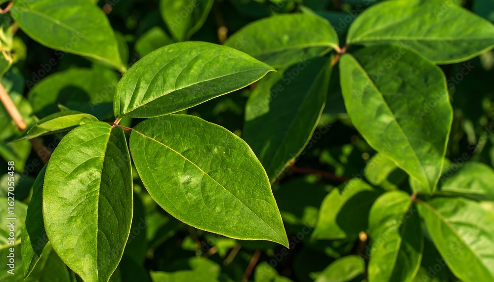 Lush green leaves in sunlight Lush green leaves in sunlight
