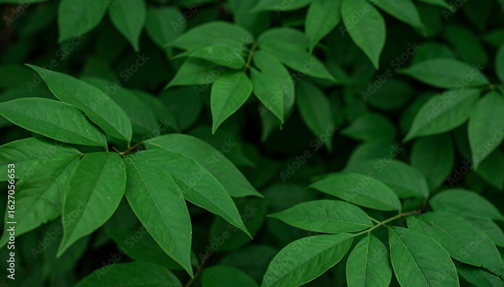 Lush green leaves tightly packed together Lush green leaves tightly packed together