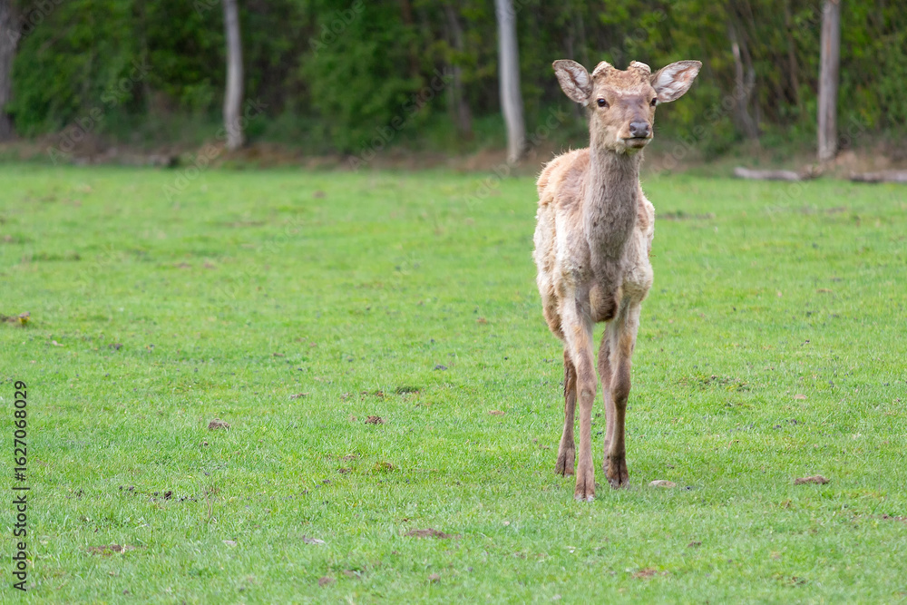 Fototapeta premium A deer without horns on a deer farm