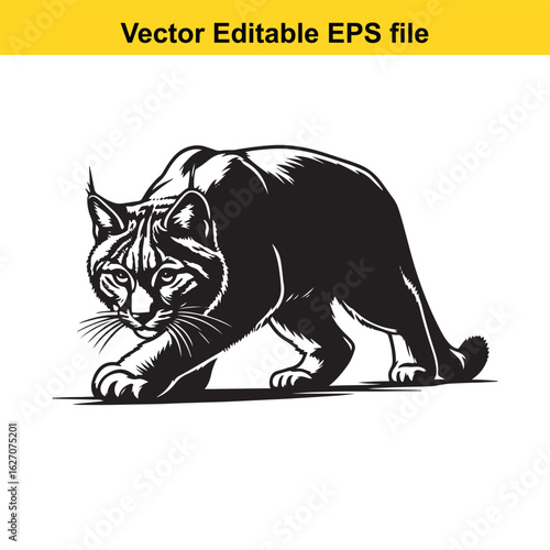 Vector art of bobcat stalking forward isolated on white background 