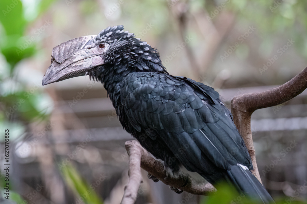 Fototapeta premium Silvery-Cheeked Hornbill Bird Photography – Bycanistes brevis