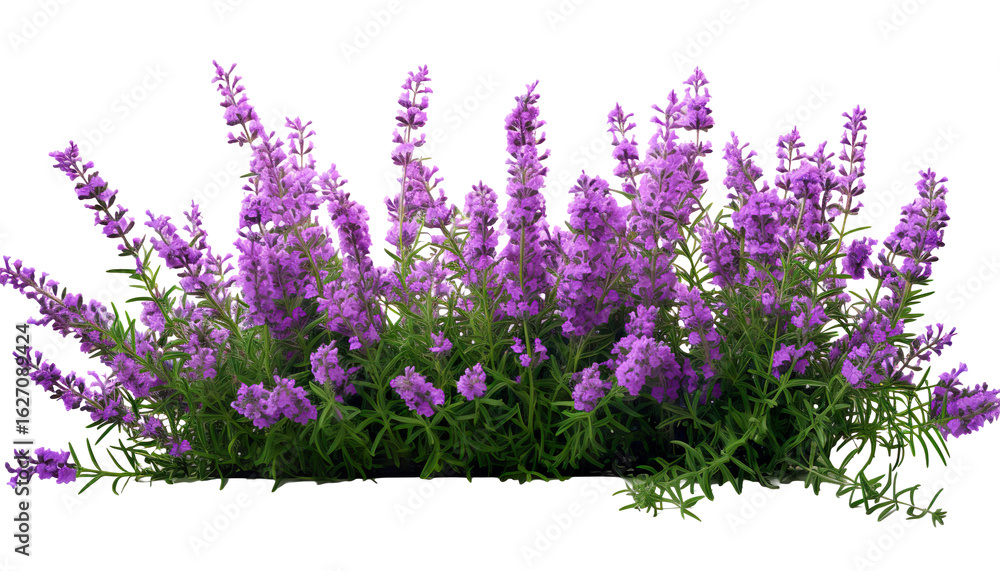 Naklejka premium Vibrant bouquet of purple lavender flowers