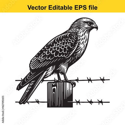 Vector art of hawk perched on a barbed wire fence, isolated on white background long horn, , long horn