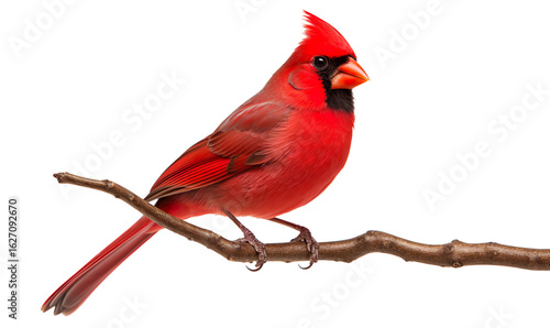 Vibrant Red Cardinal Perched on a Branch