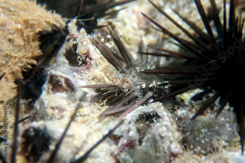 Rare image of Thor Paschalis - Easter Shrimp, underwater into Mediterranean sea