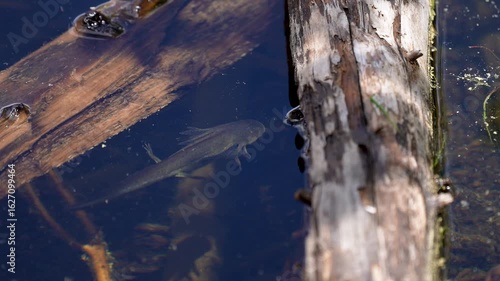a western tiger salamander floats in a Rocky Mountain lake