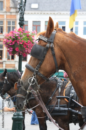 Primer  plano de caballo de tiro de carroza