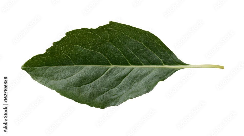 Obraz premium a leaf with a white background