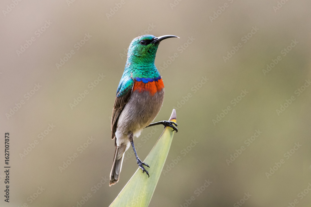 Fototapeta premium South African Southern Double-collard Sunbird
