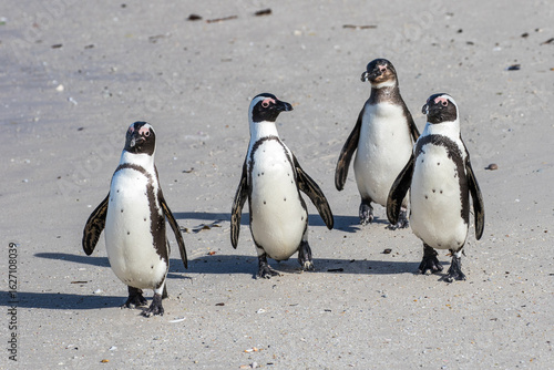 African Penguins walking on Boulders beach