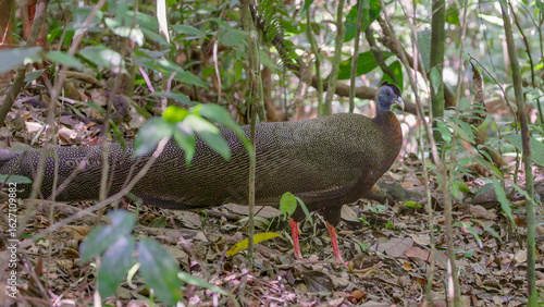 a male great argus in the rainforest of gunung leuser national park on sumatra, indonesia