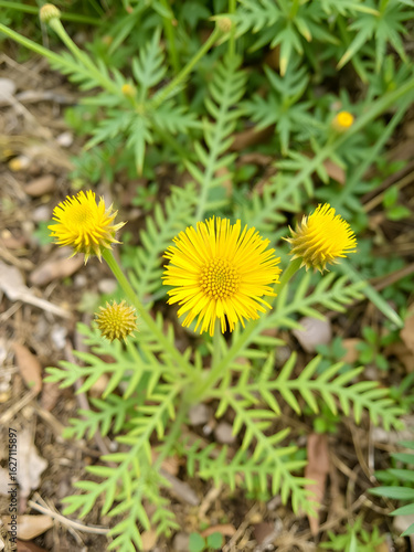 Yellow thistle (Sonchus asper) grows in nature.