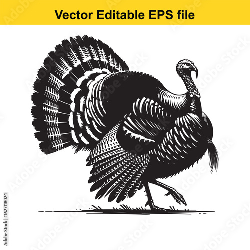 Vector art of strutting turkey with fanned tail isolated on white background long horn, , long horn