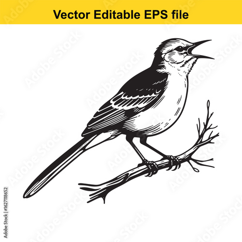Vector art of mockingbird perched on a branch isolated on white background long horn, , long horn