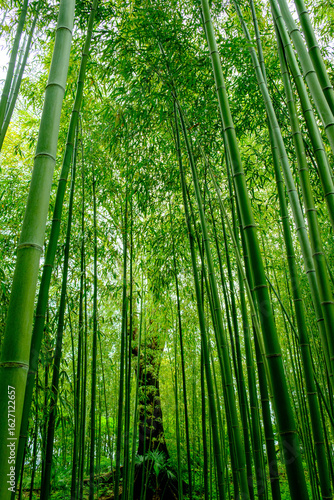 竹林