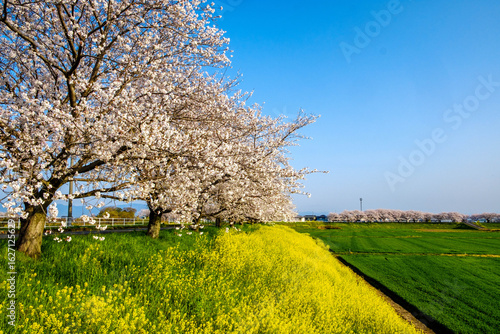 桜と菜の花