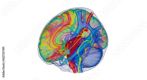 Vibrant Human Brain Anatomy Illustration in Red Blue Green and Yellow Showing Intricate Neural Pathways on White Background