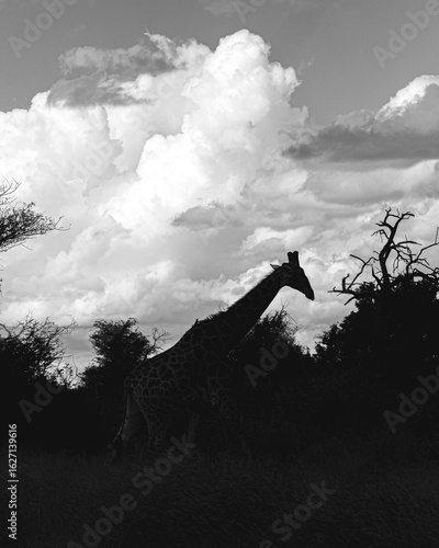 How tall can a Giraffe be? We just found out at the Kruger Park in South Africa, making the safari