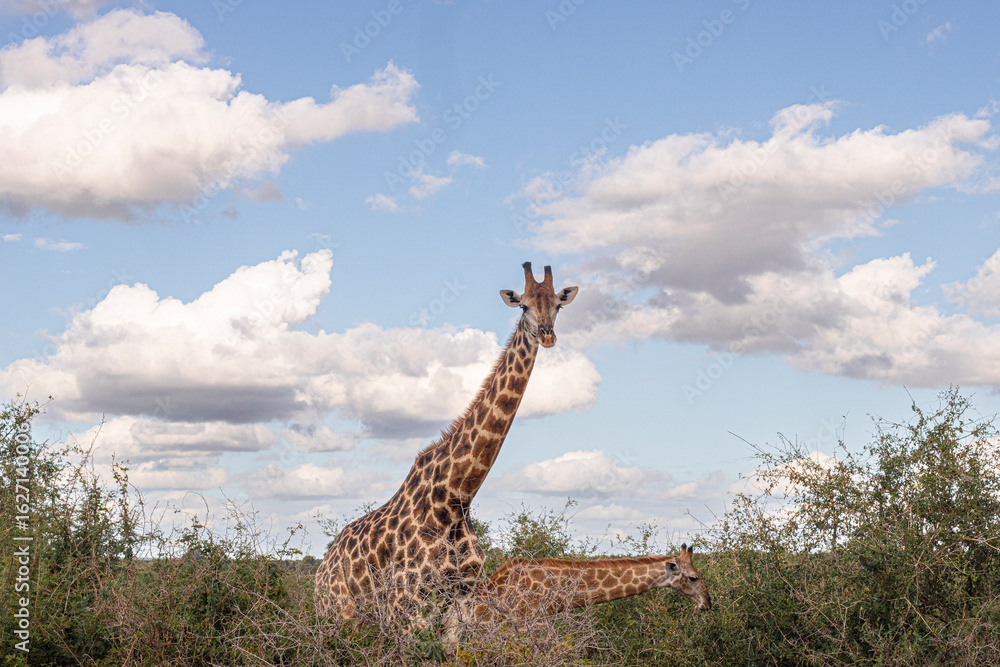 Fototapeta premium How tall can a Giraffe be? We just found out at the Kruger Park in South Africa, making the safari